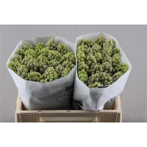 Hyac City Of Bradfor