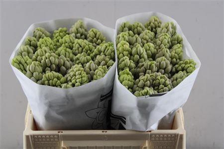 <h4>Hyac City Of Bradfor</h4>