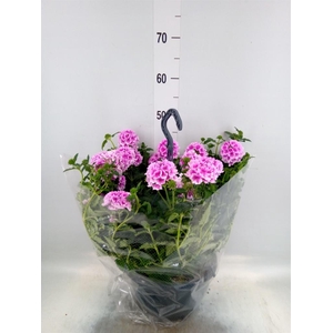 Verbena   ...