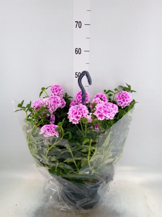 <h4>Verbena   ...</h4>
