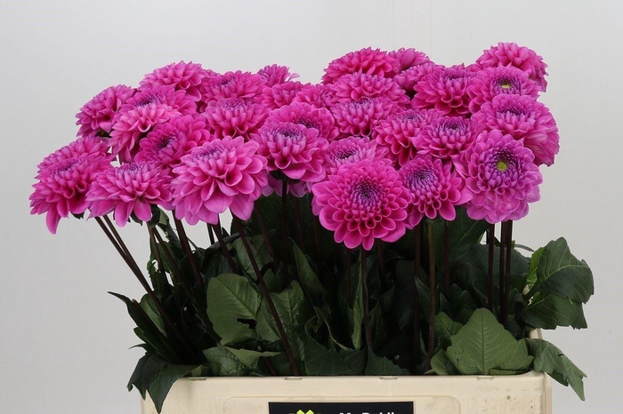 <h4>Dahlia BA 'Happy Hour'</h4>