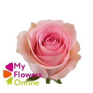 R Gr Luciano Pink 60cm EC