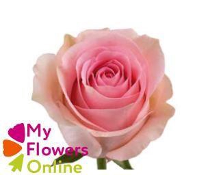 <h4>R Gr Luciano Pink 60cm EC</h4>