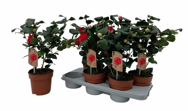 <h4>CAME J LADY CAMPBEL</h4>