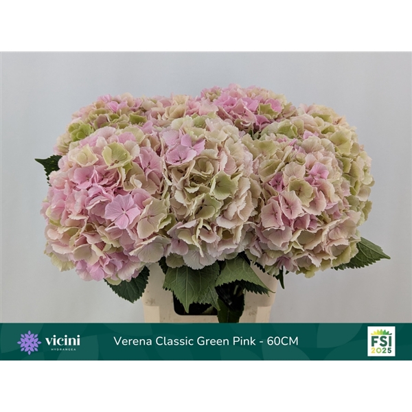 <h4>Verena Classic Green Pink - 60CM</h4>