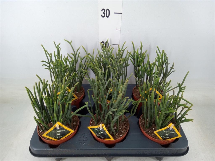 <h4>Crassula   ...</h4>