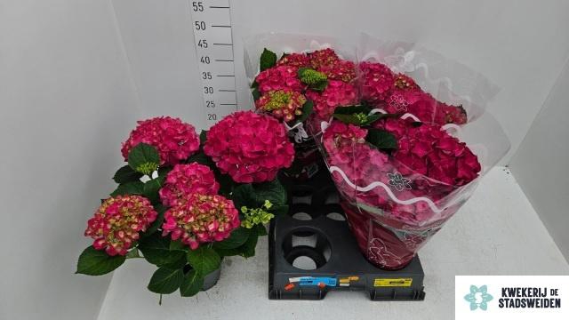 <h4>HYDR M AMSTERDAM</h4>