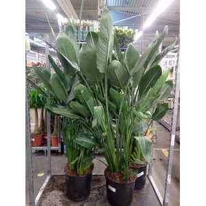 Strelitzia reg.