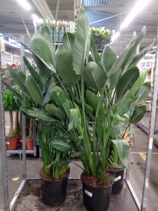 <h4>Strelitzia reg.</h4>