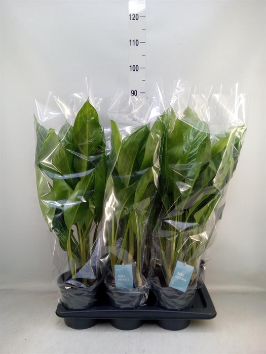 <h4>Aglaonema  'Stripes'</h4>