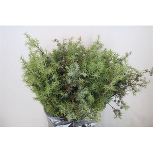 Jenever Berry P Bunch