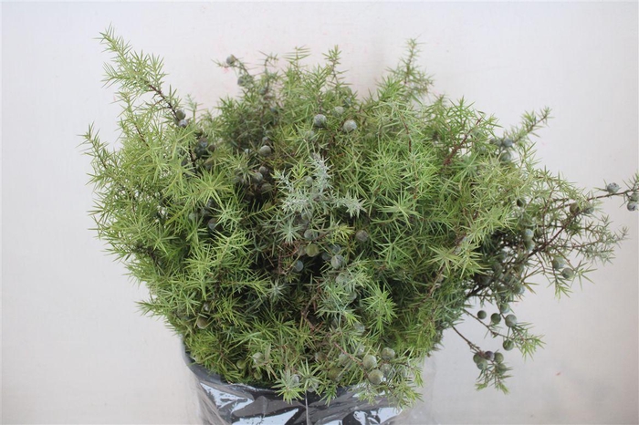 <h4>Jenever Berry P Bunch</h4>