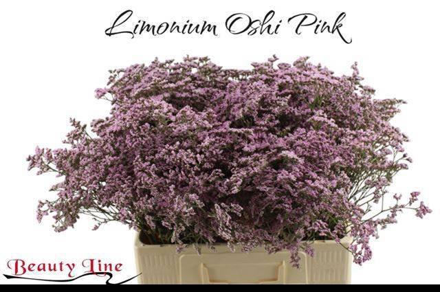 <h4>LIM SAF OSHI PINK</h4>