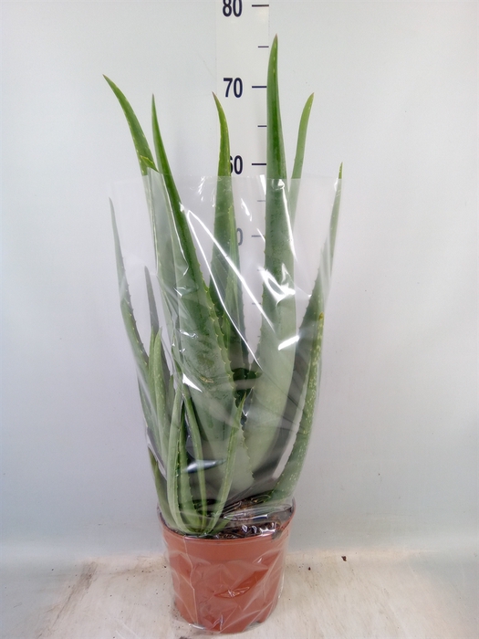 <h4>Aloe vera</h4>