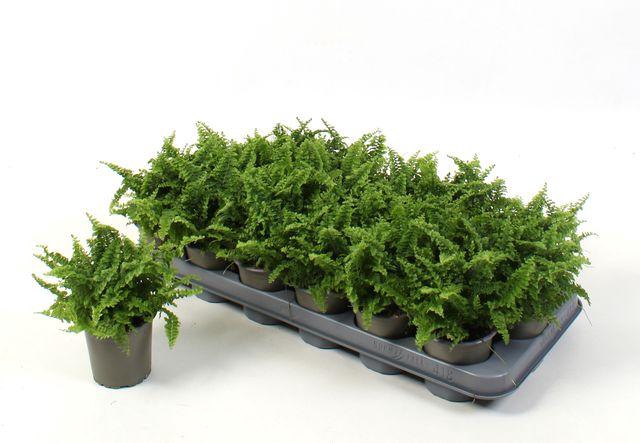 <h4>Nephr Ex Ov</h4>