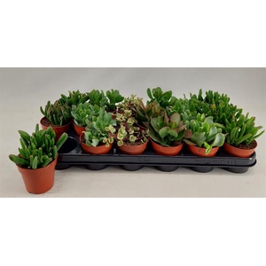 Crassula Mix 9Ø 18cm