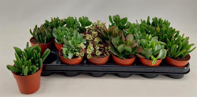 Crassula Mix 9Ø 18cm