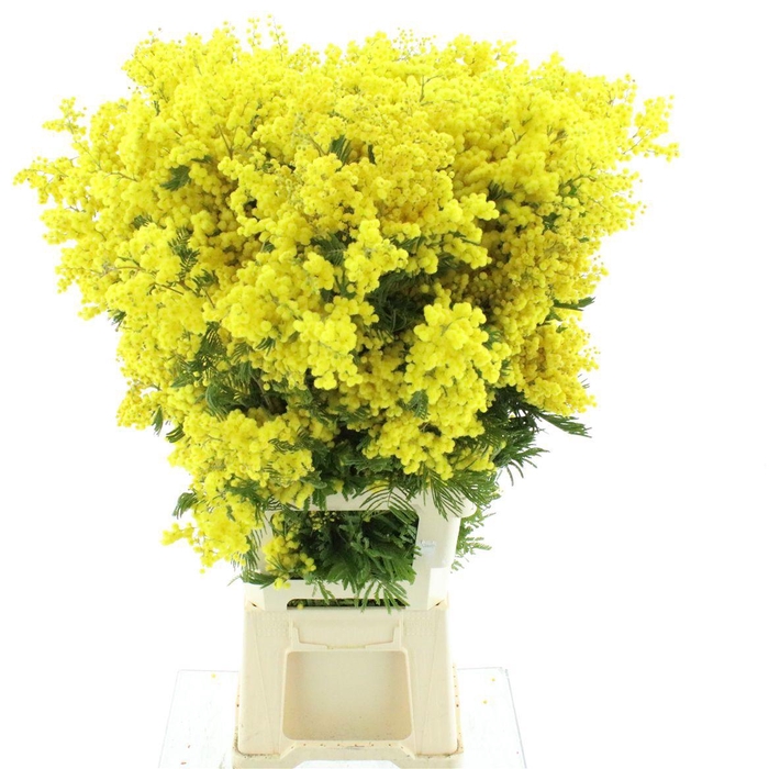 <h4>ACACIA DEALBATA BS</h4>