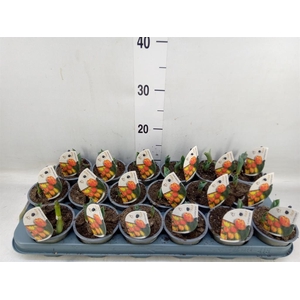 Tulipa DU 'Flamingo Baby'