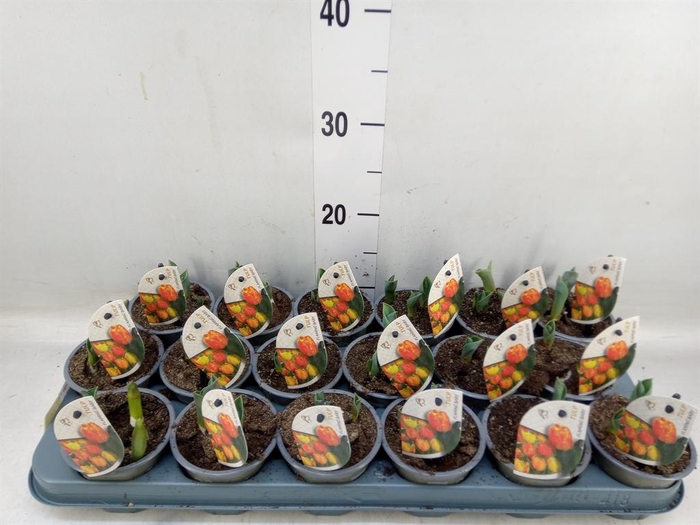 <h4>Tulipa DU 'Flamingo Baby'</h4>