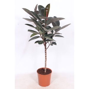 Ficus Burgundy