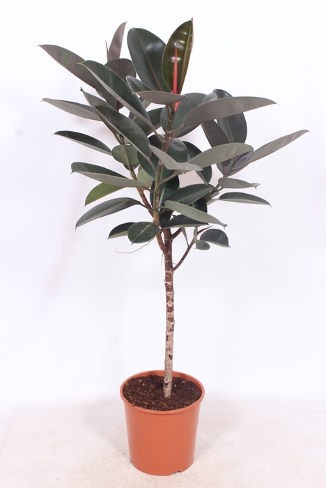 Ficus Burgundy