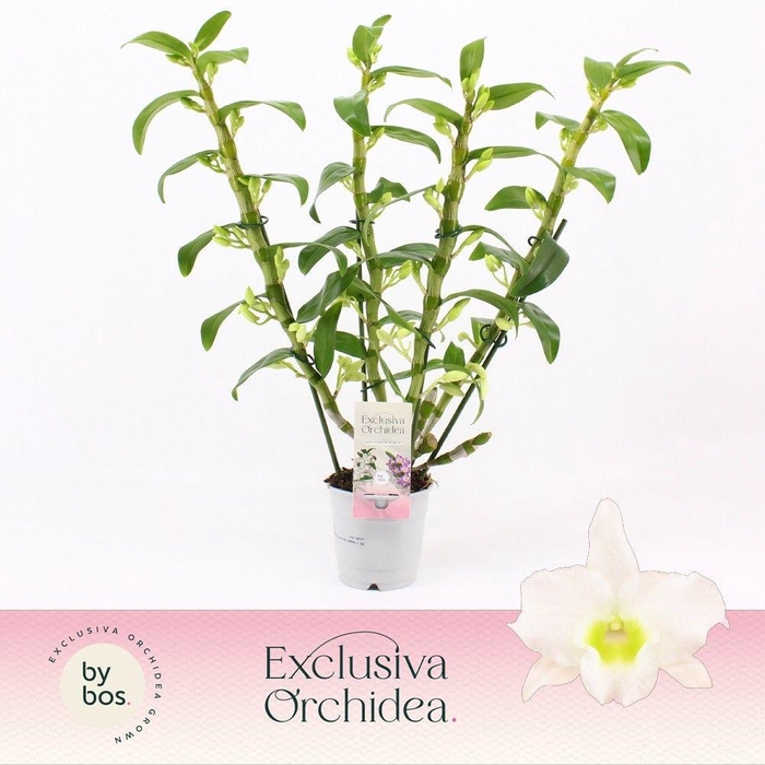 <h4>Dendrobium Nobilé, Apollon 4-spike 'Exclusiva Orchidea'</h4>