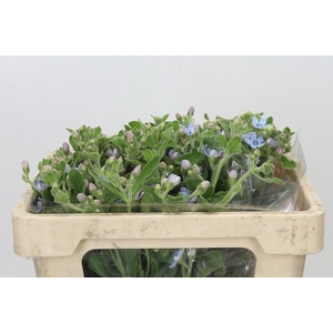 OXYPETALUM CO T PURE BLUE