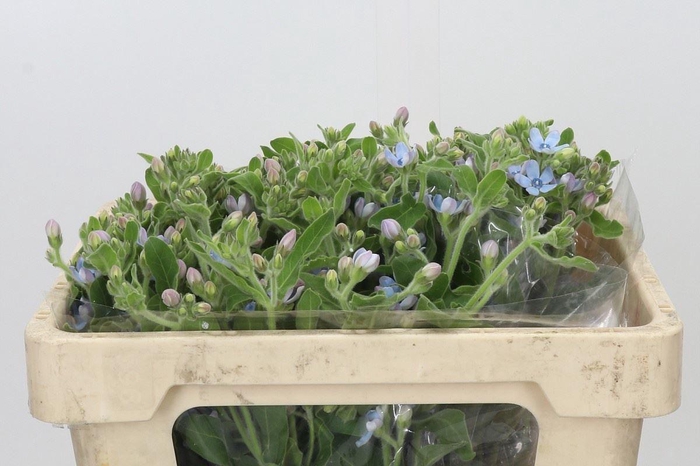<h4>OXYPETALUM CO T PURE BLUE</h4>