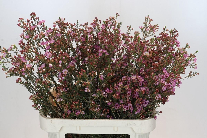 <h4>Chamelaucium Adi</h4>