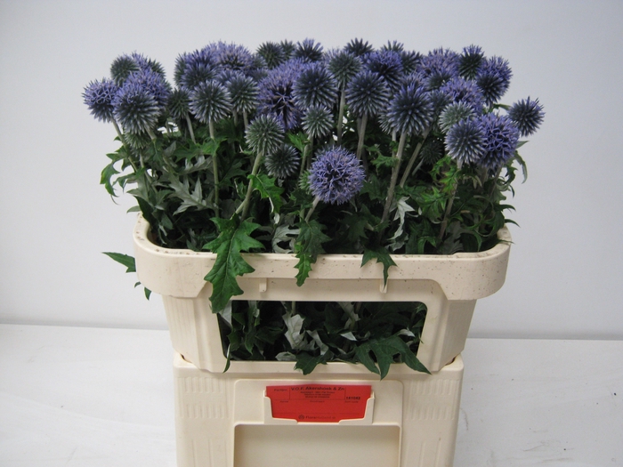 <h4>ECHIN BA BLUE GLOBE</h4>