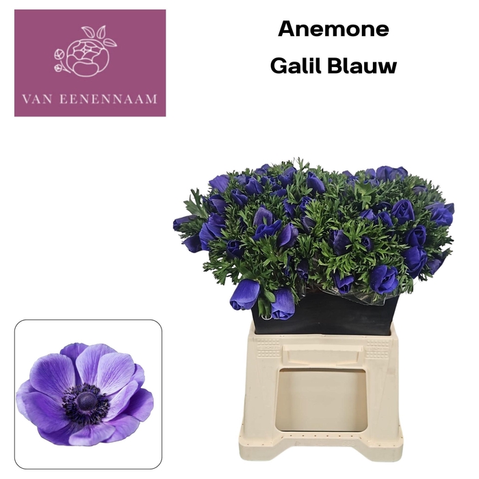 <h4>Anem Co Galil Blauw</h4>