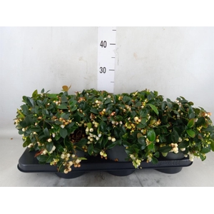 Gaultheria proc. 'Ciao Bella Whte'