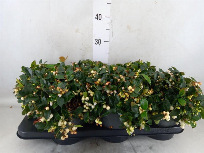 <h4>Gaultheria proc. 'Ciao Bella Whte'</h4>