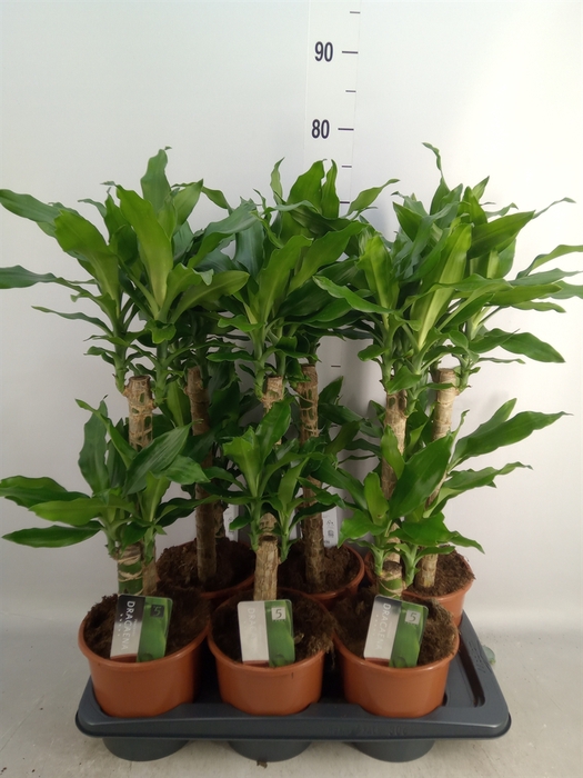 <h4>Dracaena frag. 'Steudneri'</h4>