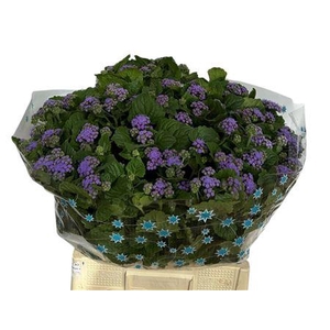 Ager H Blue Planet