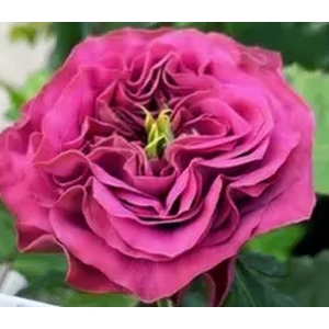 Rosa Garden Purple Delight