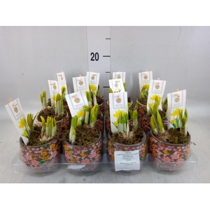 Arr.  Narcissus Tete Tete H%