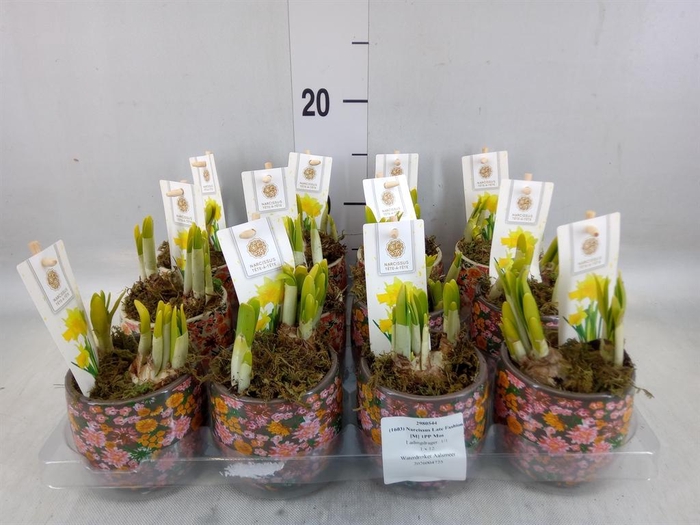 <h4>Arr. Narcissus Tete Tete H%</h4>