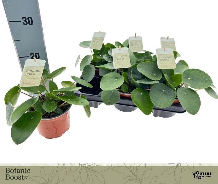 <h4>PILEA PEPEROMIOIDES</h4>