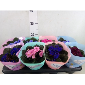 Saintpaulia   ...mix