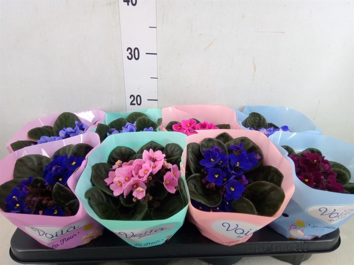 <h4>Saintpaulia   ...mix</h4>