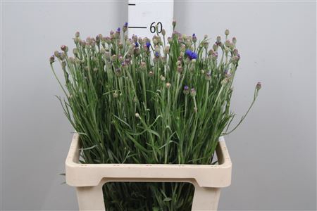 <h4>Centau Cyanus X 20</h4>