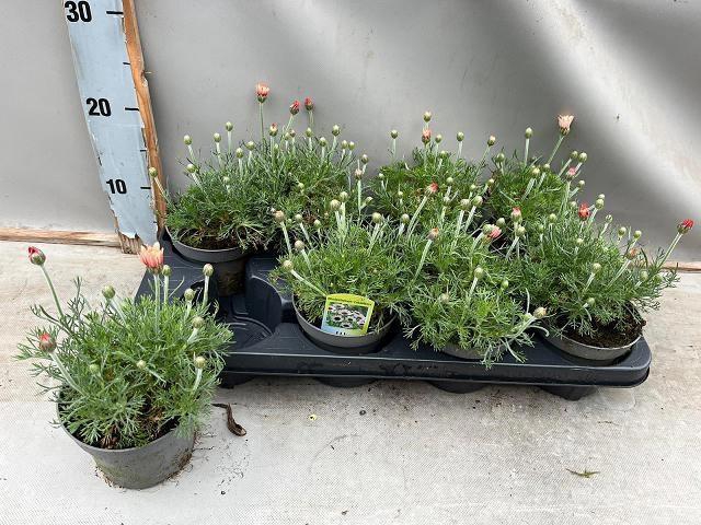 <h4>RHODAN H ZAGORA ORAN</h4>