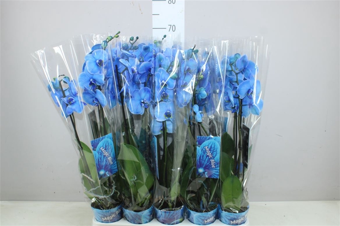 <h4>Phal Royal Blue 2 Tak</h4>