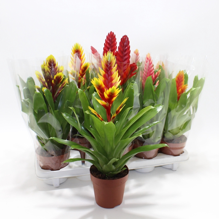 <h4>VRIES GEM 8 SRT</h4>