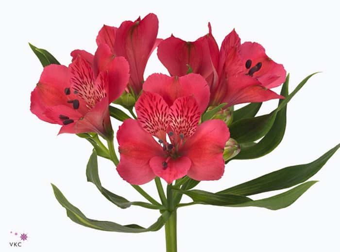 Alstroemeria rome
