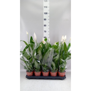 Spathiphyllum  'Alana'