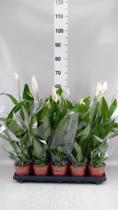 <h4>Spathiphyllum  'Alana'</h4>