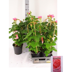 ROSA FL FUSION SELEC